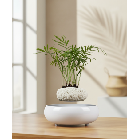 Pot lévitant plante intérieure Palmier miniature